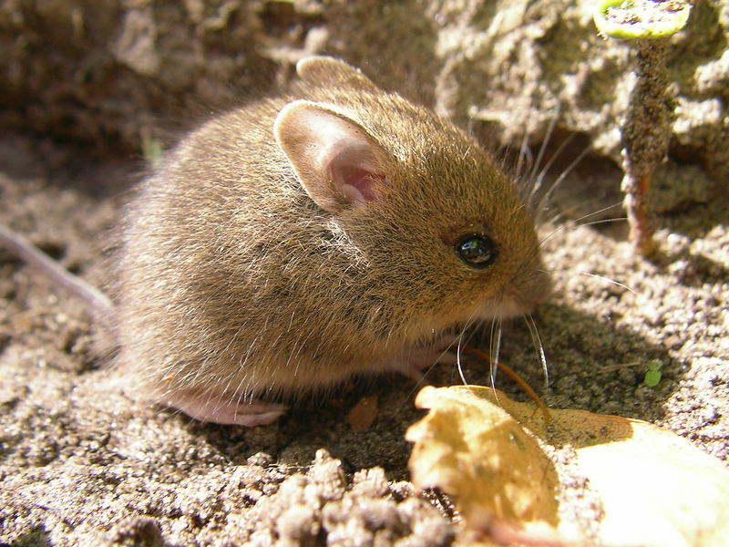 Haselmaus auf Futtersuche