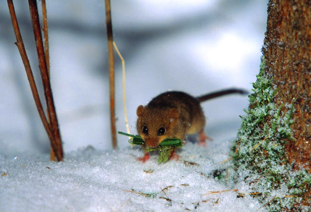 Haselmaus beim Nestbau