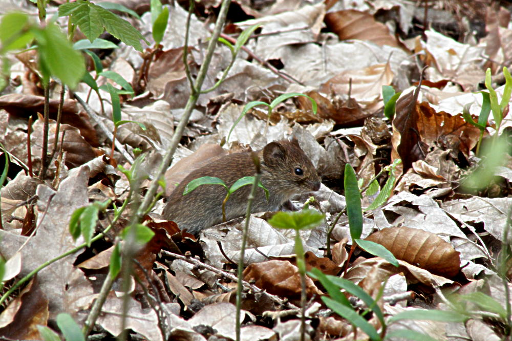 Haselmaus