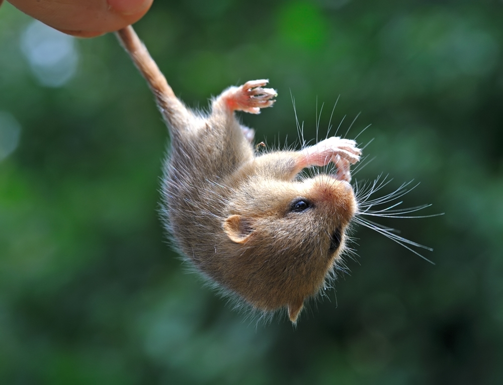 Haselmaus gerettet