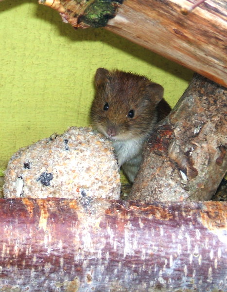 Haselmaus im Futterhaus