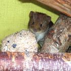 Haselmaus im Futterhaus