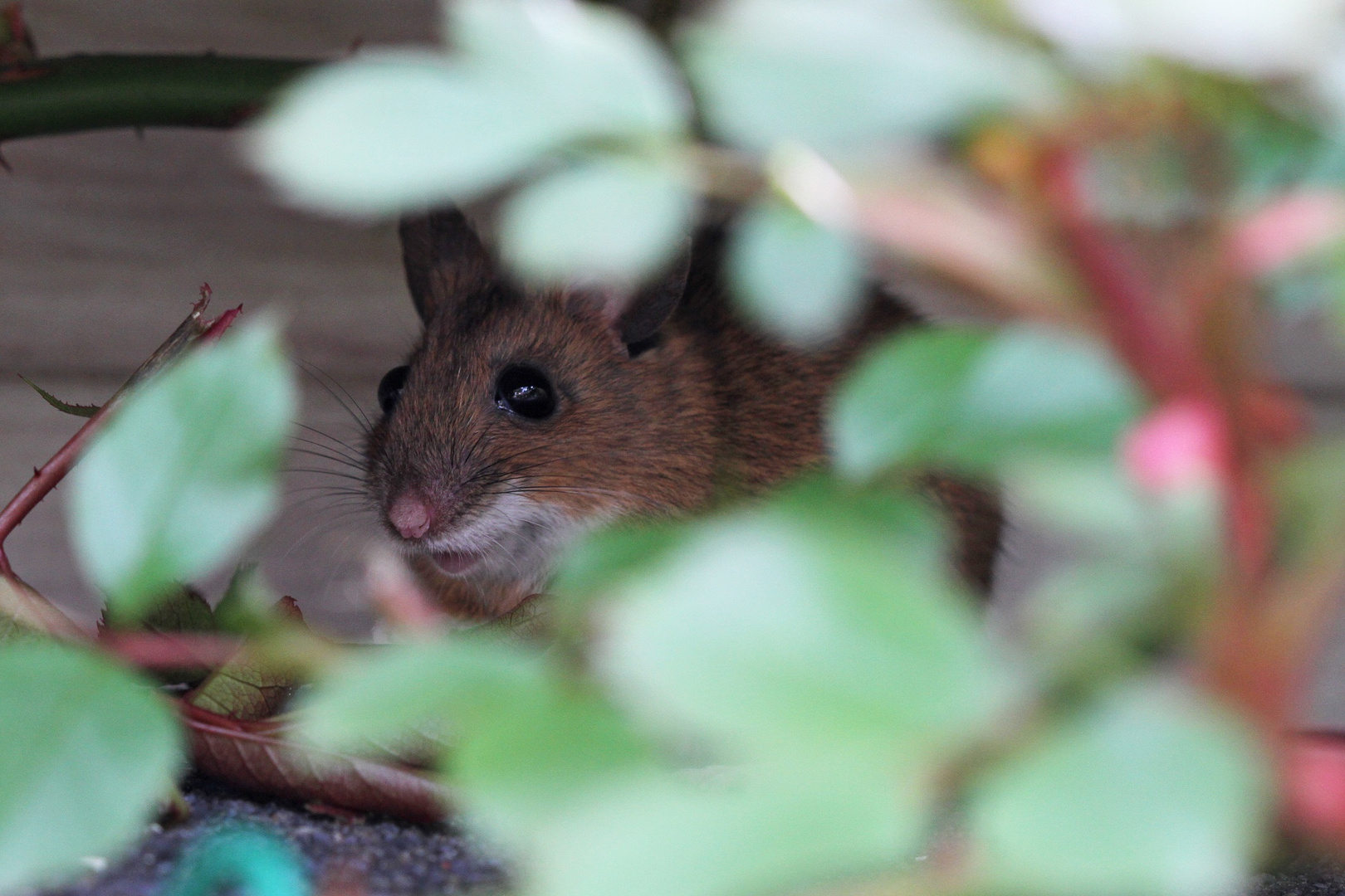 Haselmaus im Rosenbusch