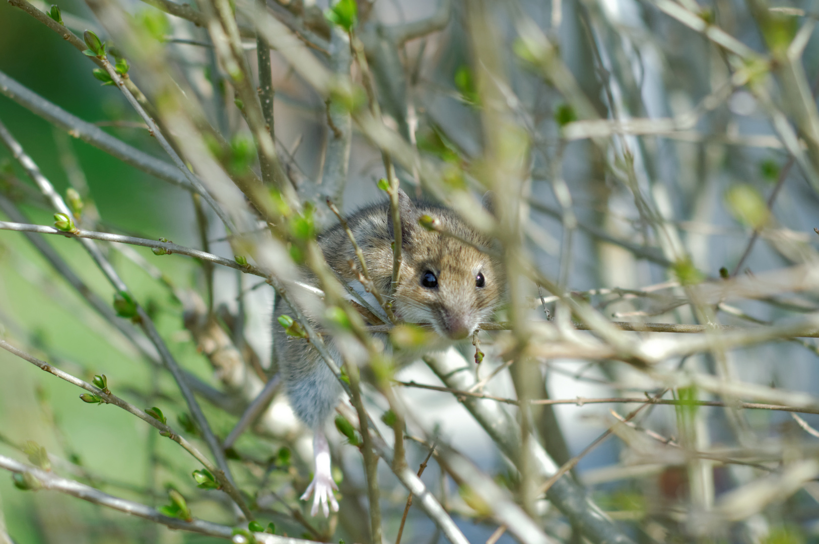 Haselmaus in Not