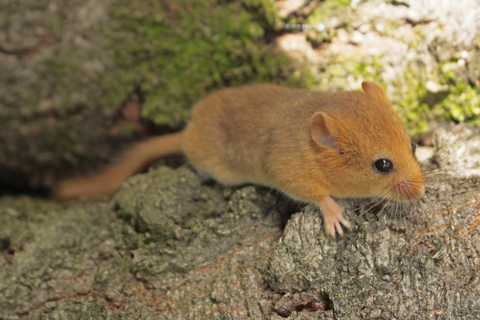 Haselmaus_1 Foto & Bild tiere, wildlife, säugetiere Bilder auf