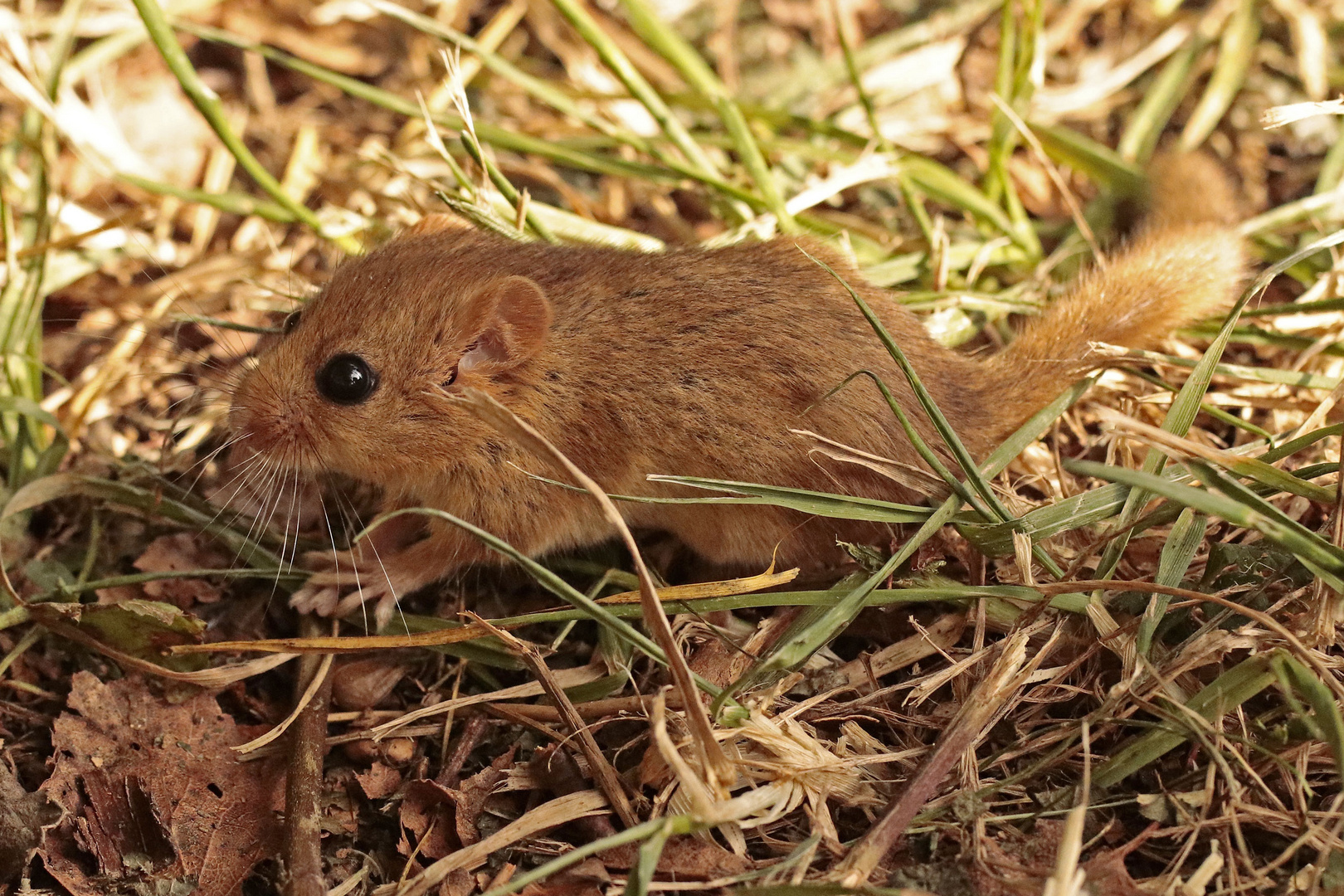 Haselmaus_im-Gras