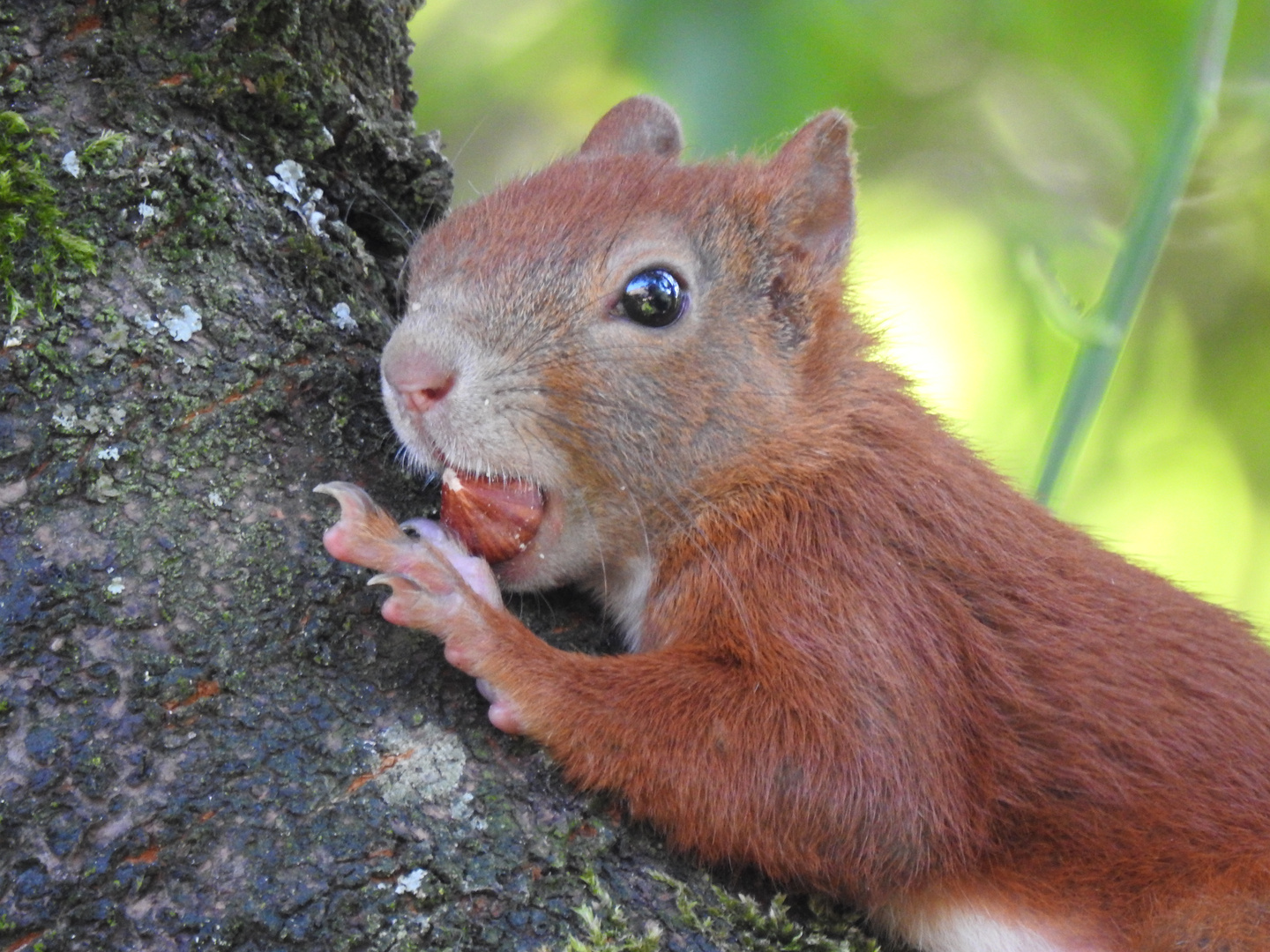 Haselnüsse schmecken immer gut...