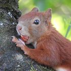 Haselnüsse schmecken immer gut...