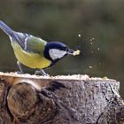 Haselnüsse schmecken vorzüglich!