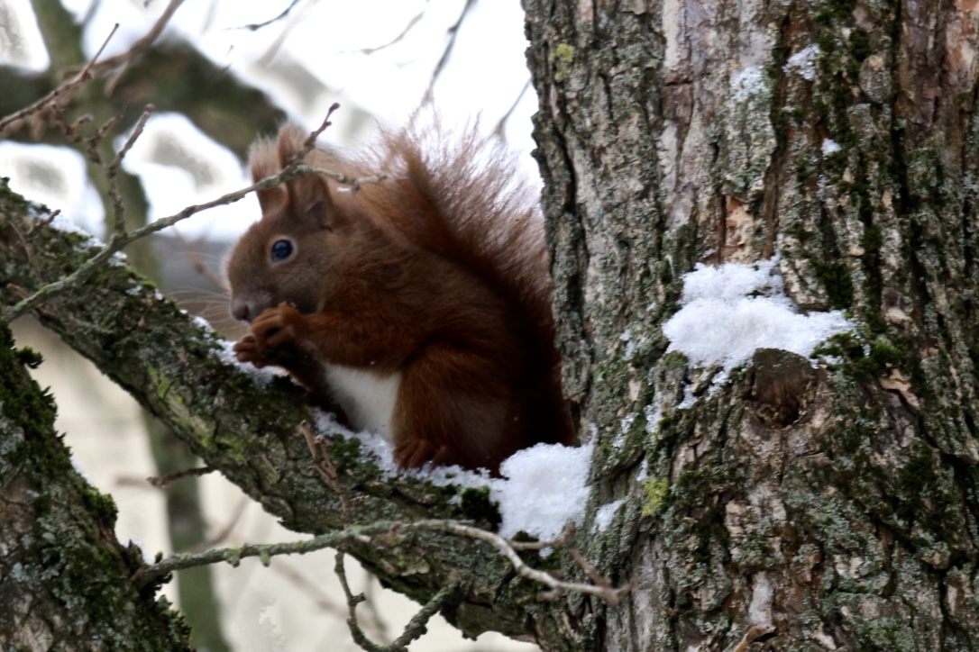 Haselnüsse und ein Eichhörnchen