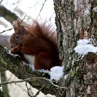 Haselnüsse und ein Eichhörnchen