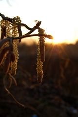 Haselnus im Frühling