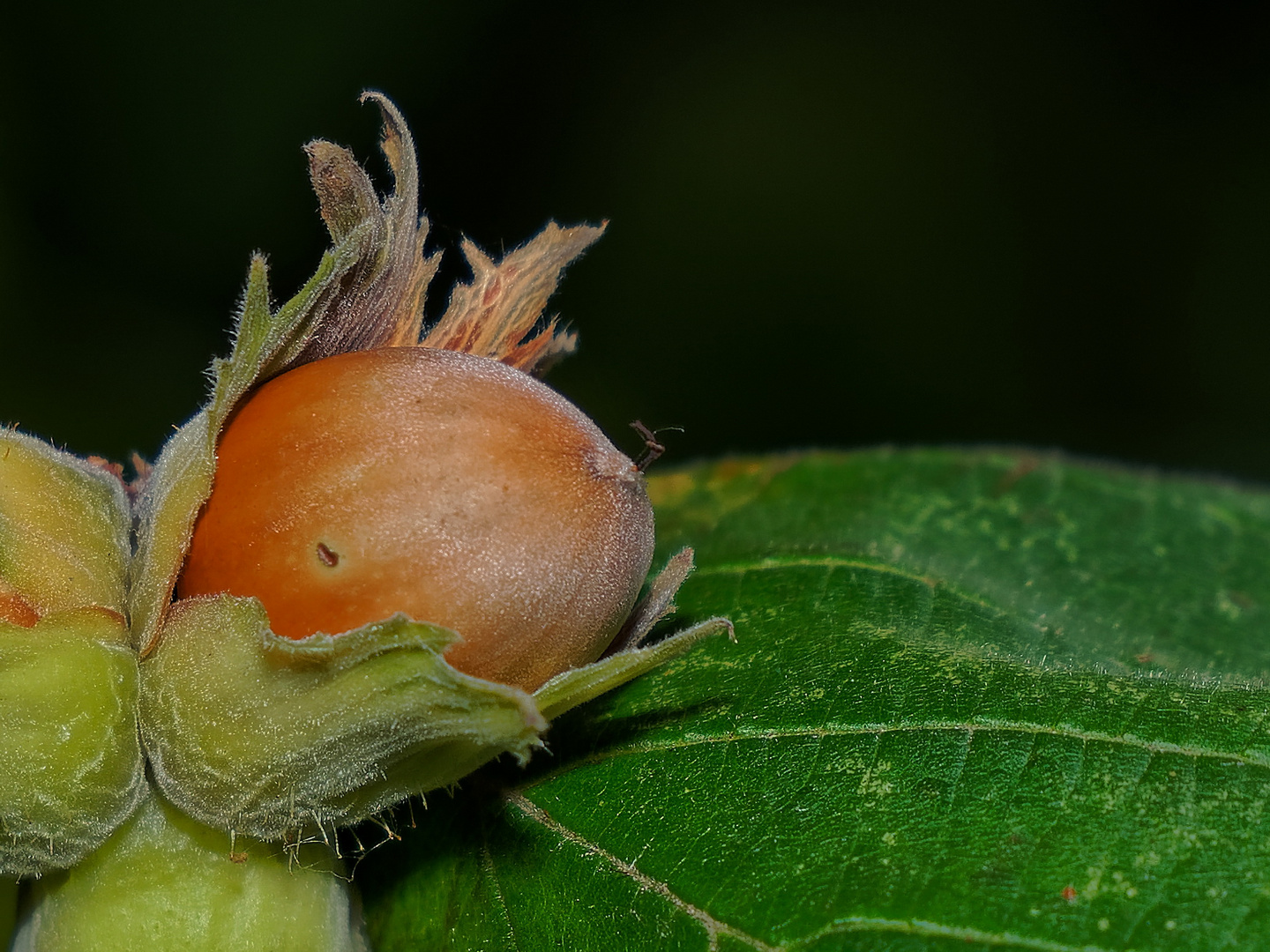 Haselnuss Foto &amp; Bild | pflanzen, pilze &amp; flechten, natur, pflanzen ...