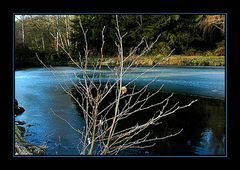 haselnuss am see