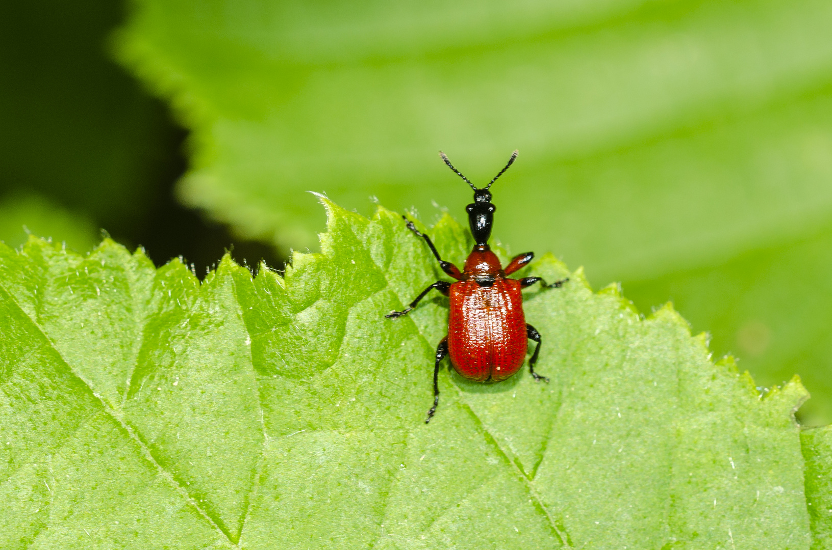 Haselnuss-Blattroller (Apoderus coryli)