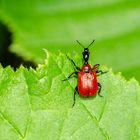 Haselnuss-Blattroller (Apoderus coryli)