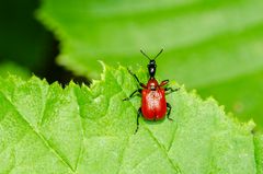 Haselnuss-Blattroller (Apoderus coryli)