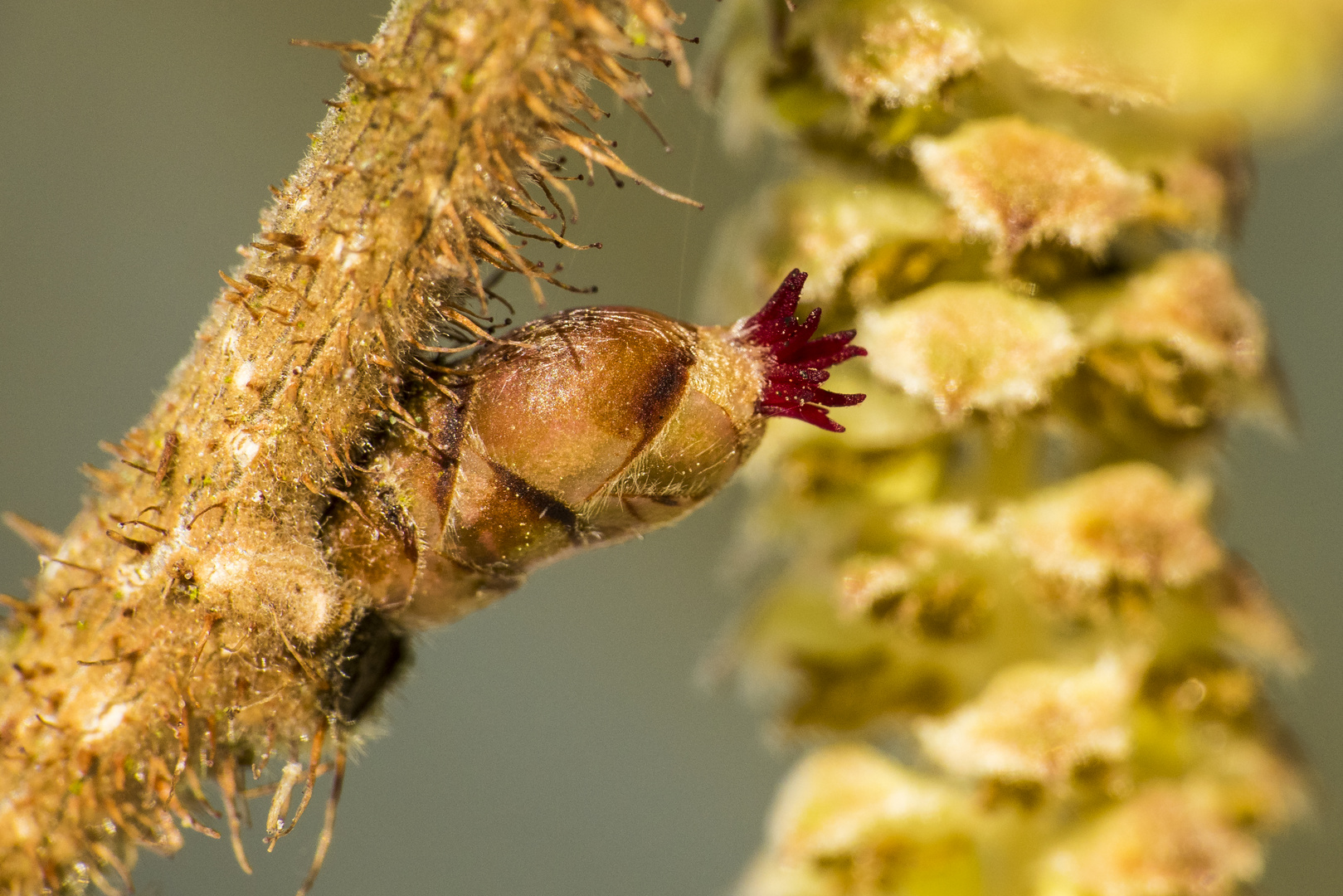 Haselnuss-Blüte (Corylus avellana)