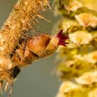 Haselnuss-Blüte (Corylus avellana)