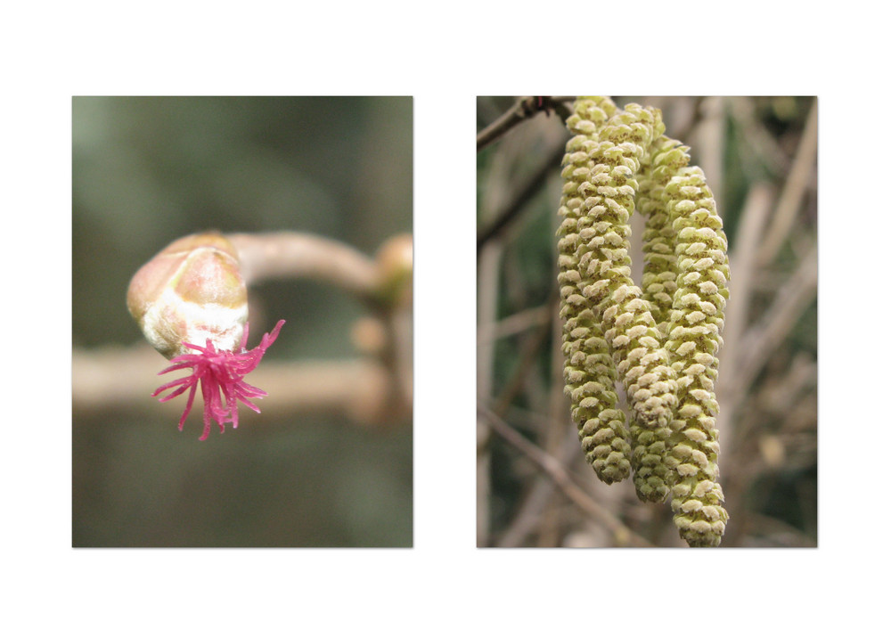 Haselnuß Blüte