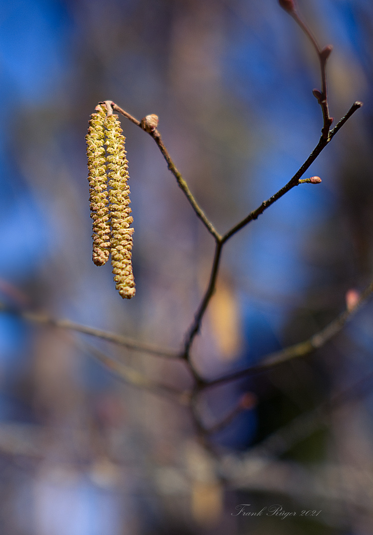 Haselnuss-Blüten