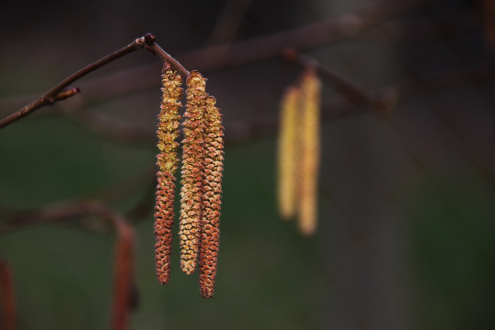 Haselnuss-Blüten