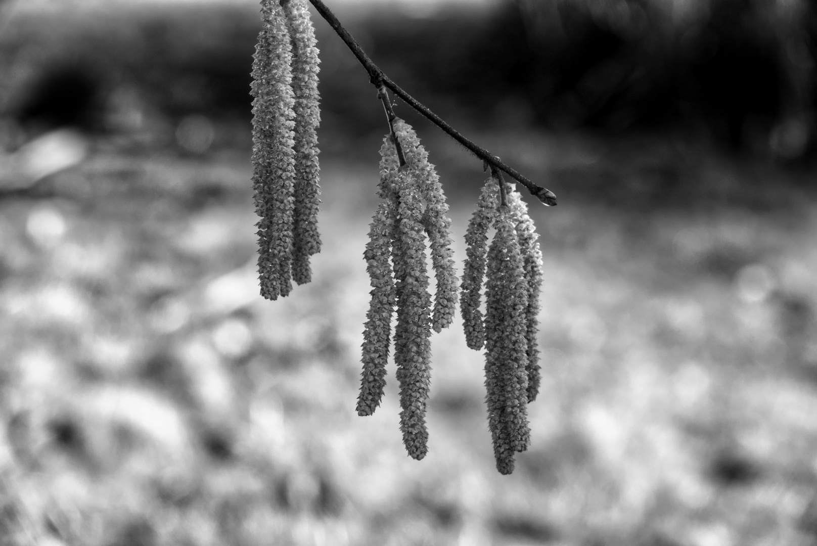 Haselnuss- Blüten Foto &amp; Bild | projekte, 5 - schwarzweißer freitag ...