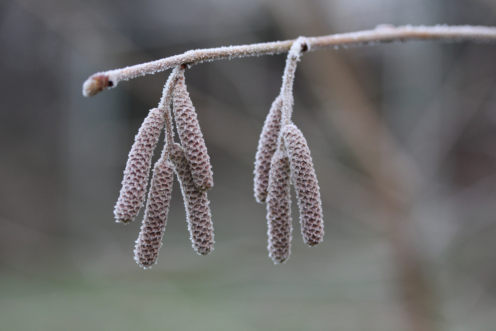 Haselnuss (Corylus avellana)