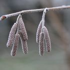 Haselnuss (Corylus avellana)