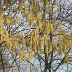 Haselnuss (Corylus avellana) mit Blütenkätzchen.....