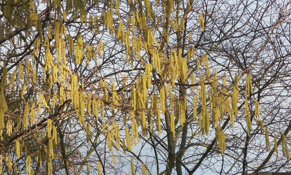 Haselnuss (Corylus avellana) mit Blütenkätzchen.....