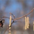 Haselnuss ... Herbst trifft Frühling / Hazelnut ... autumn meets spring