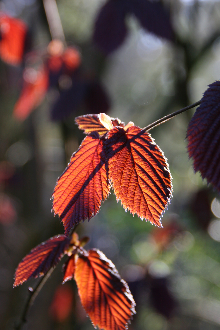 Haselnuss- herbstliches Laub