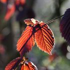 Haselnuss- herbstliches Laub