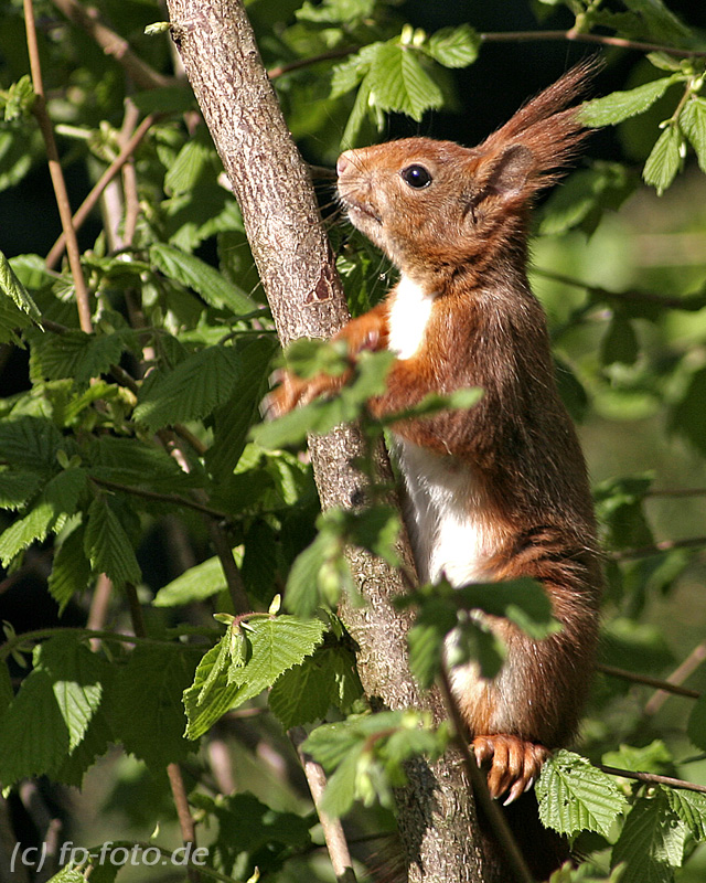 Haselnuss-Hörnchen