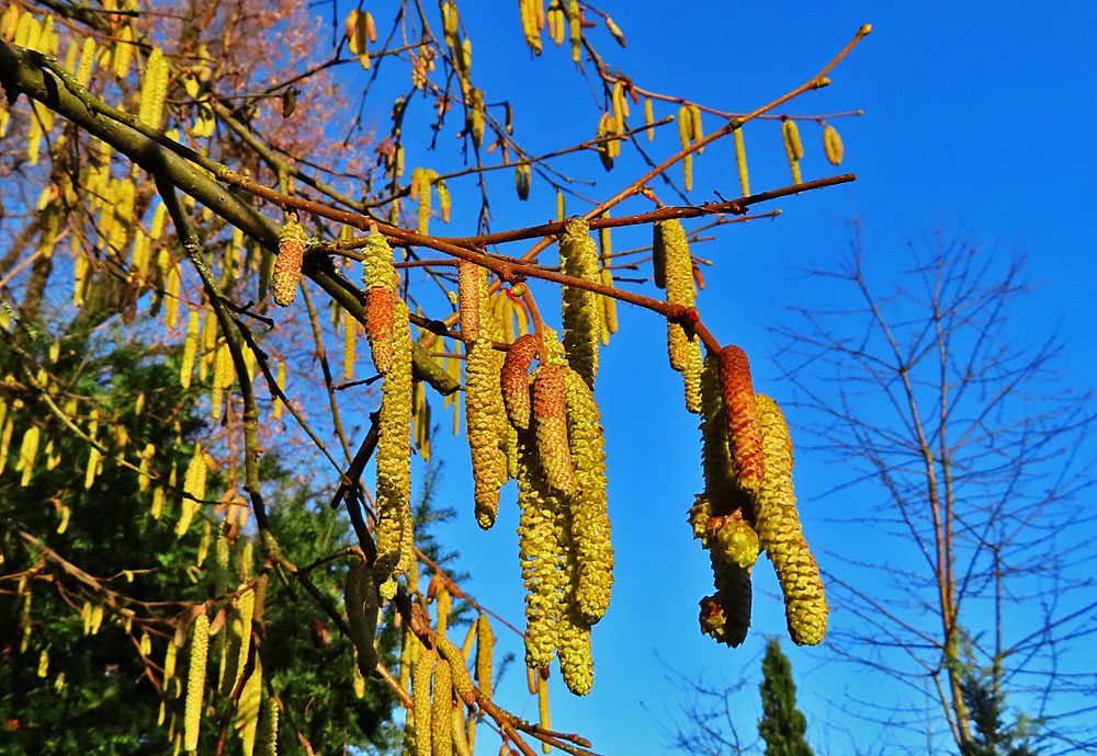 Haselnuss im Garten