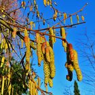 Haselnuss im Garten