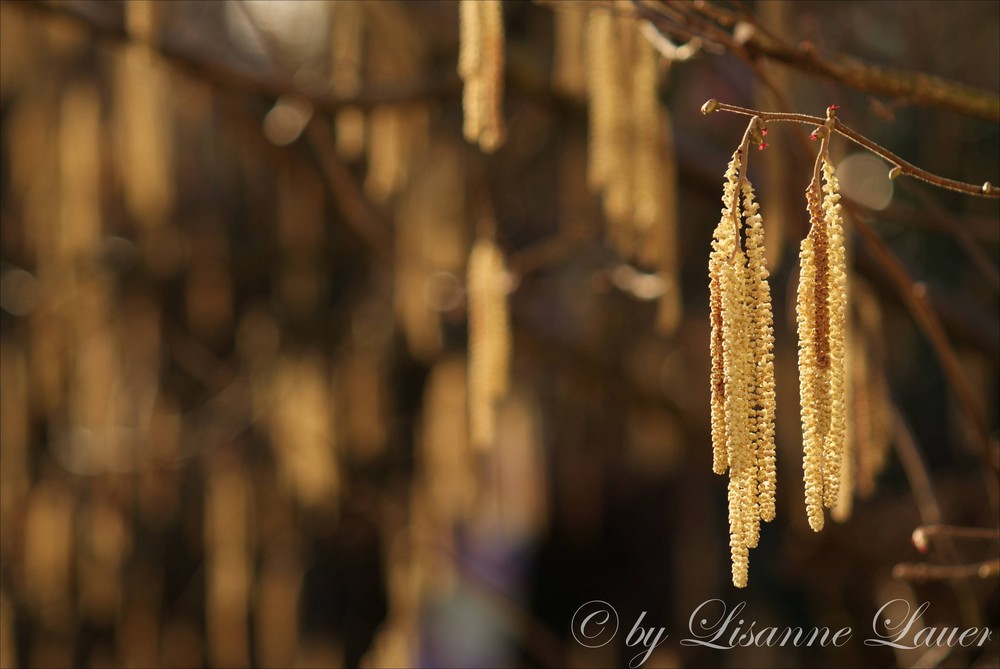 Haselnuss in der Blüte