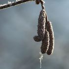 Haselnuß - männl. Blüte