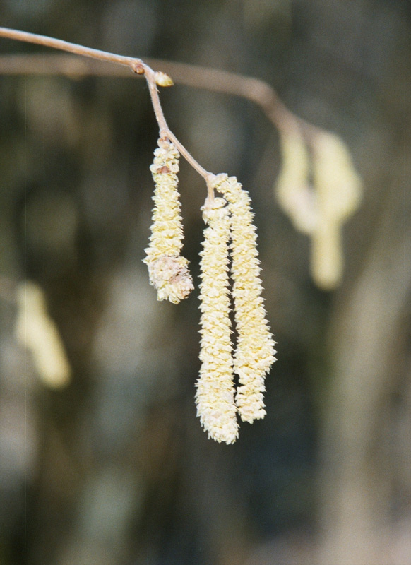 Haselnuß "natura"