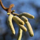 Haselnuss vor der Blüte