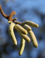 Haselnuss vor der Blüte