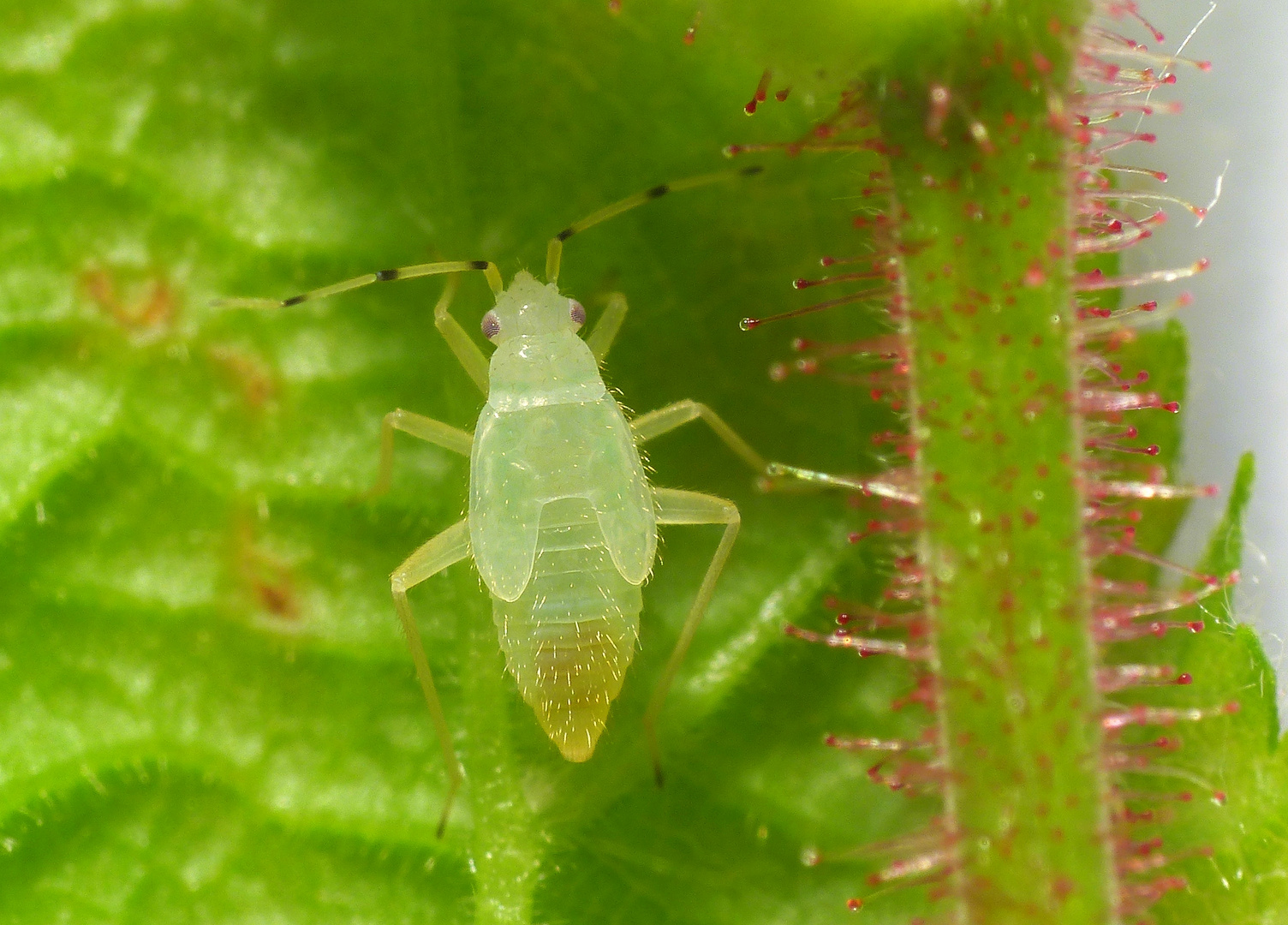 Haselnuss-Wanze (Phylus coryli) - Fünftes Larvenstadium