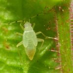 Haselnuss-Wanze (Phylus coryli) - Fünftes Larvenstadium