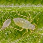 Haselnuss-Wanze (Phylus coryli) - Viertes Larvenstadium