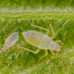 Haselnuss-Wanze (Phylus coryli) - Viertes Larvenstadium