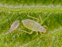 Haselnuss-Wanze (Phylus coryli) - Viertes Larvenstadium