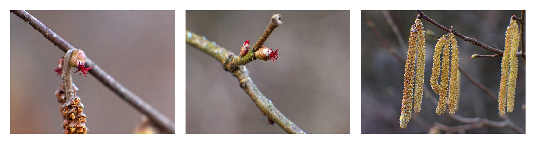 Haselnuss, weibliche und männliche Blüten