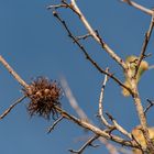 Haselnußbaum