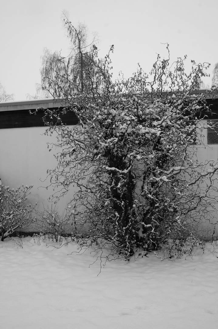 Haselnussbaum im heimischen Garten